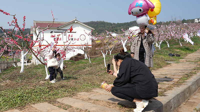 2024年广元昭化区朝阳村桃博园桃花节开幕